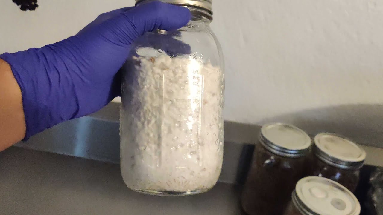 Gloved hand holding a jar full of white mycelium
