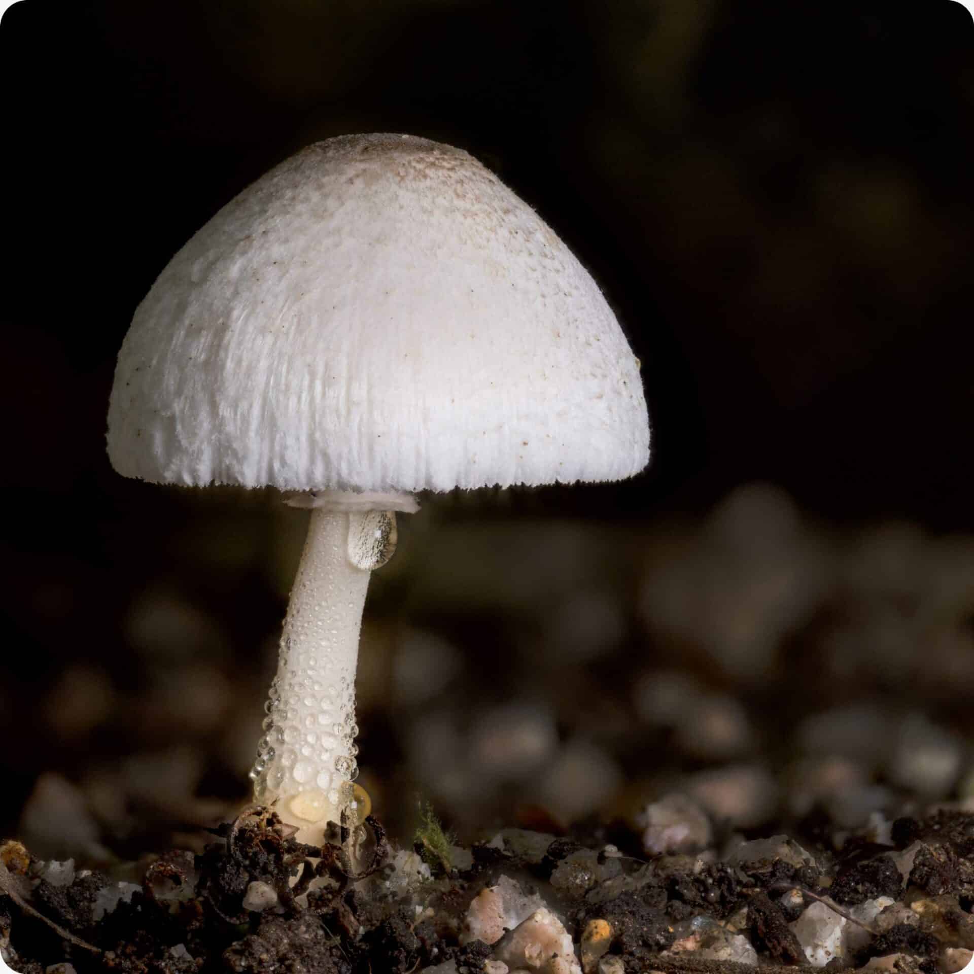 Leucocoprinus Mushroom Print