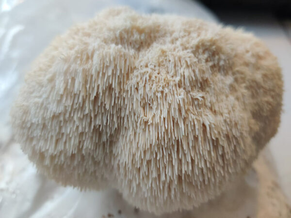 Close up of lions mane mushroom