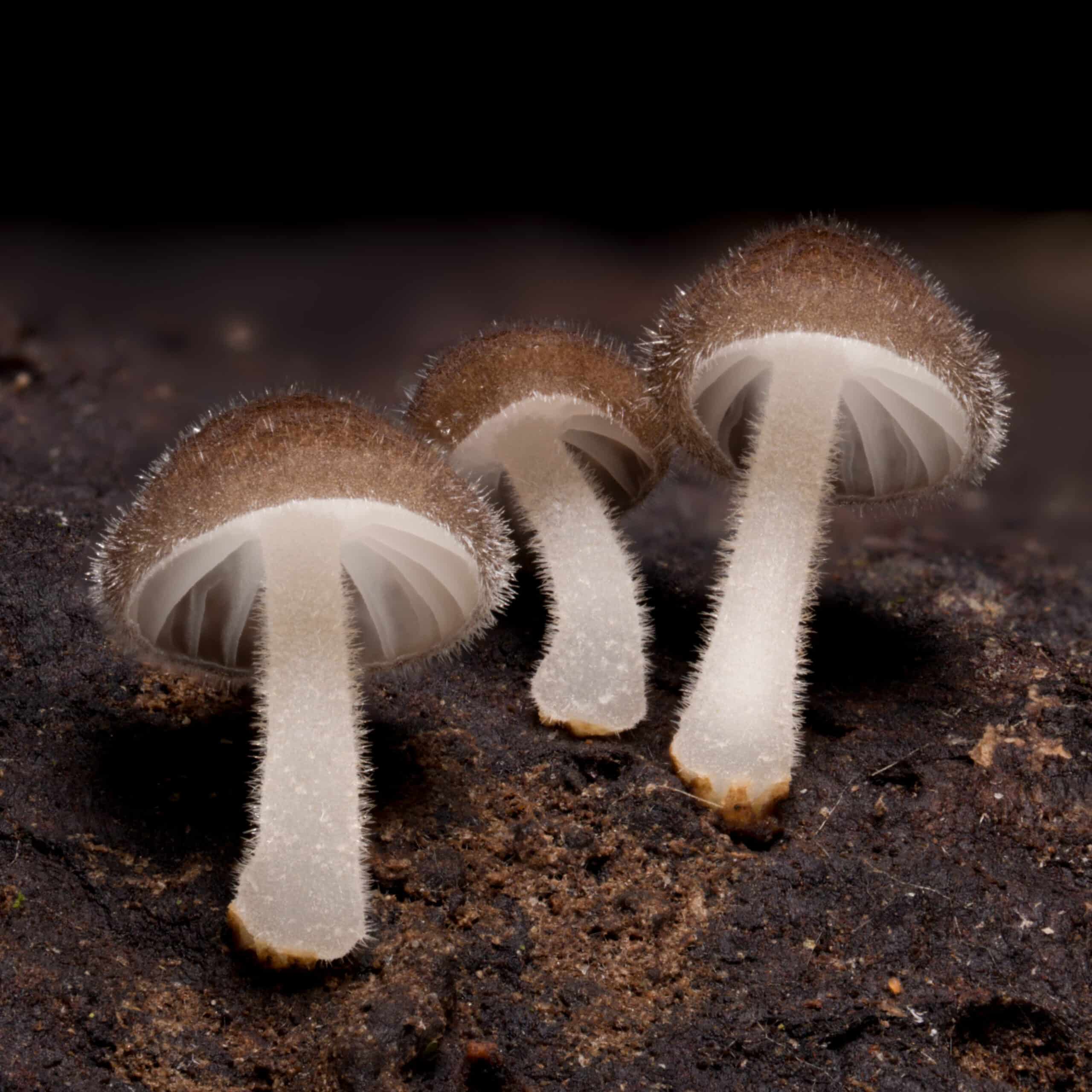 A group of three mushrooms with white stems and brown caps.