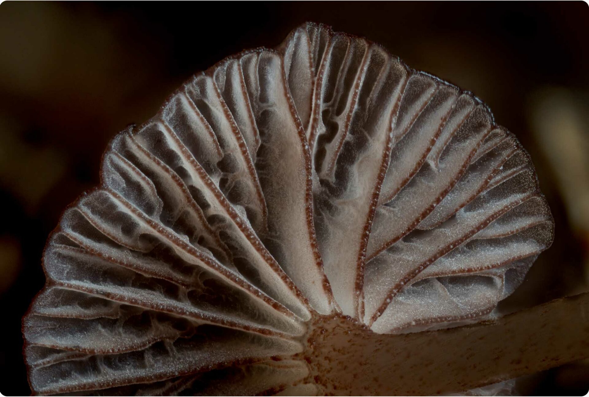 Purple Mycena Mushroom Print